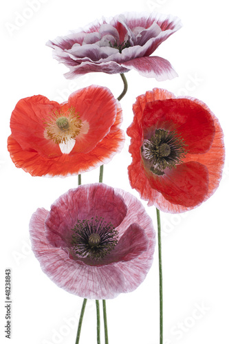 Fototapeta Naklejka Na Ścianę i Meble -  poppy