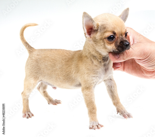 expressive portrait Chihuahua puppy © Andrei Starostin