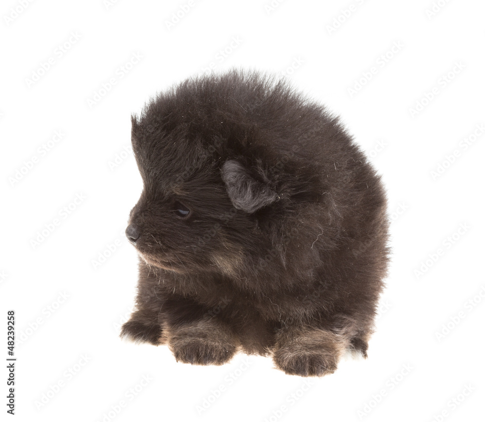 Obraz premium Portrait of pomeranian spitz