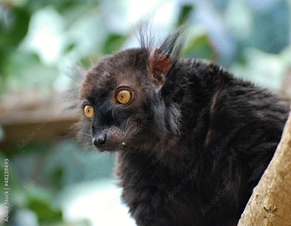 Fototapeta premium Black lemur