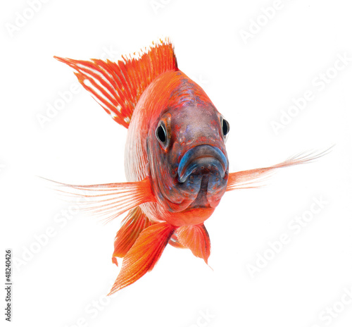 red cichlid fish, ruby red peacock fish