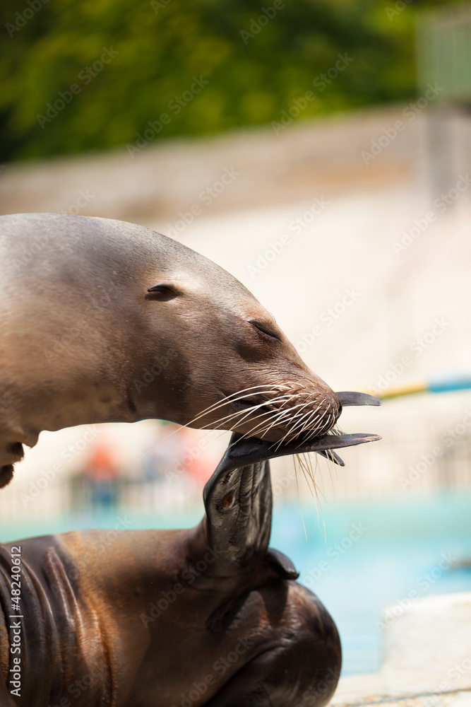 Fototapeta premium sea lion