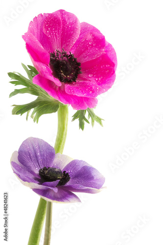 Fototapeta Naklejka Na Ścianę i Meble -  couple of beautiful anemone flowers