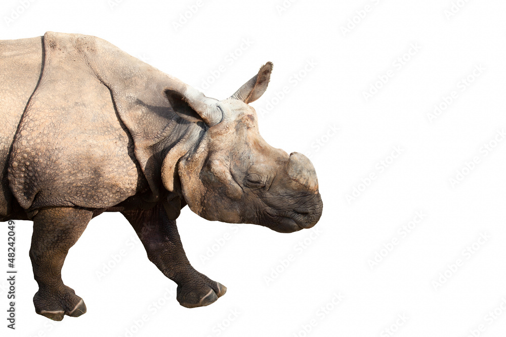 Fototapeta premium rhinoceros on white background