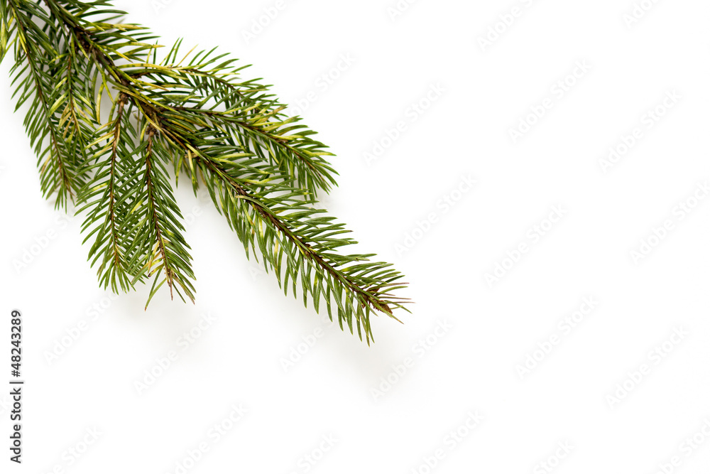 Christmas Tree Branch