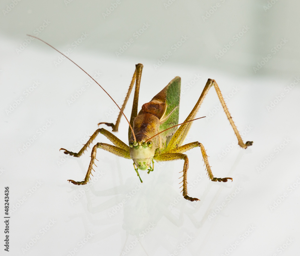 Grasshopper Grasshopper