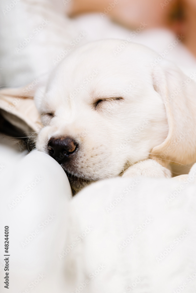 Close up of sleeping Labrador puppy on the hands Close up of sleeping Labrador puppy on the hands