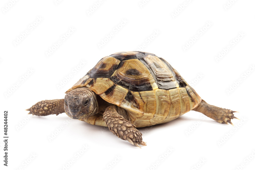 Fototapeta premium Turtle isolated on white background