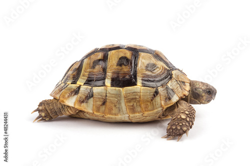 Turtle isolated on white background