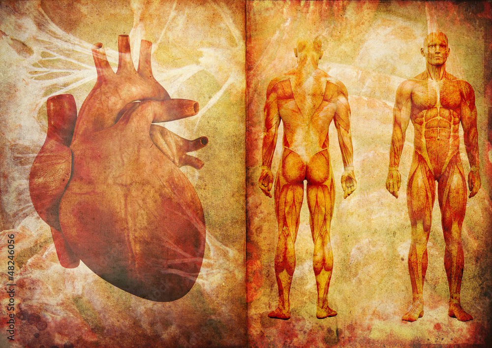Anatomie Mensch Herz Muskeln Retro - obrazy, fototapety, plakaty 