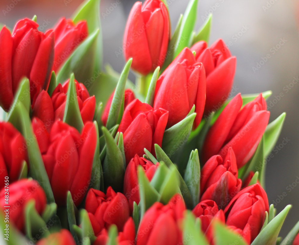 Rote Tulpen Rote Tulpen