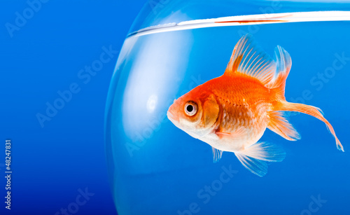 Slika na platnu Goldfish