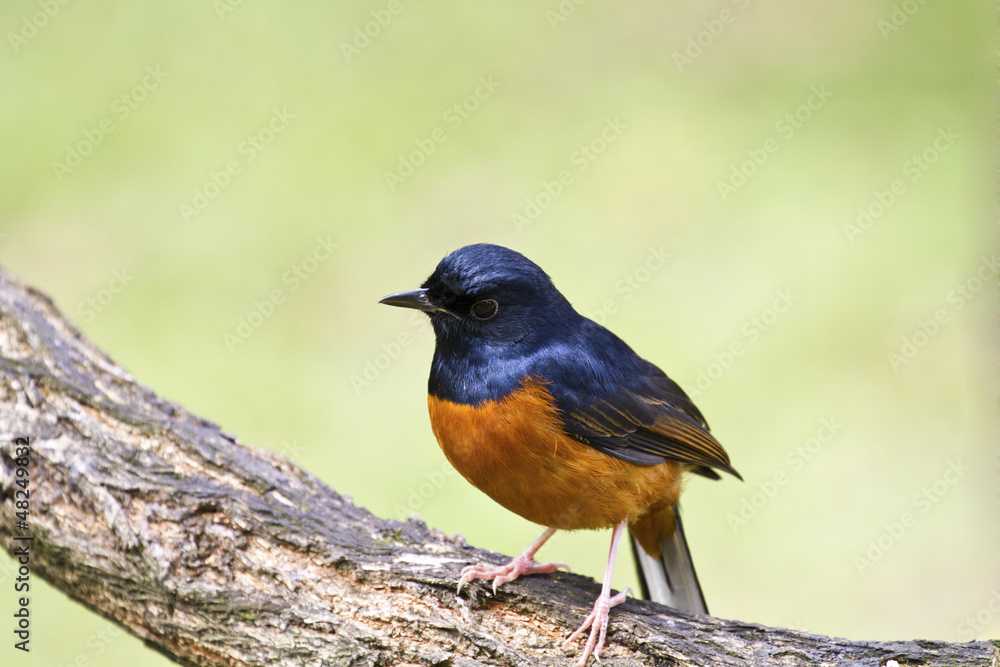 male White-rumped Shama,Copsychus malabaricus male White-rumped Shama,Copsychus malabaricus