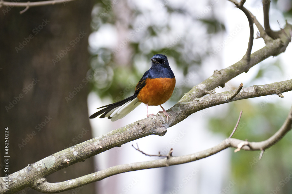 male White-rumped Shama,Copsychus malabaricus male White-rumped Shama,Copsychus malabaricus