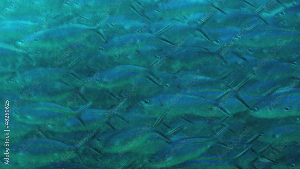pilchards pilchards