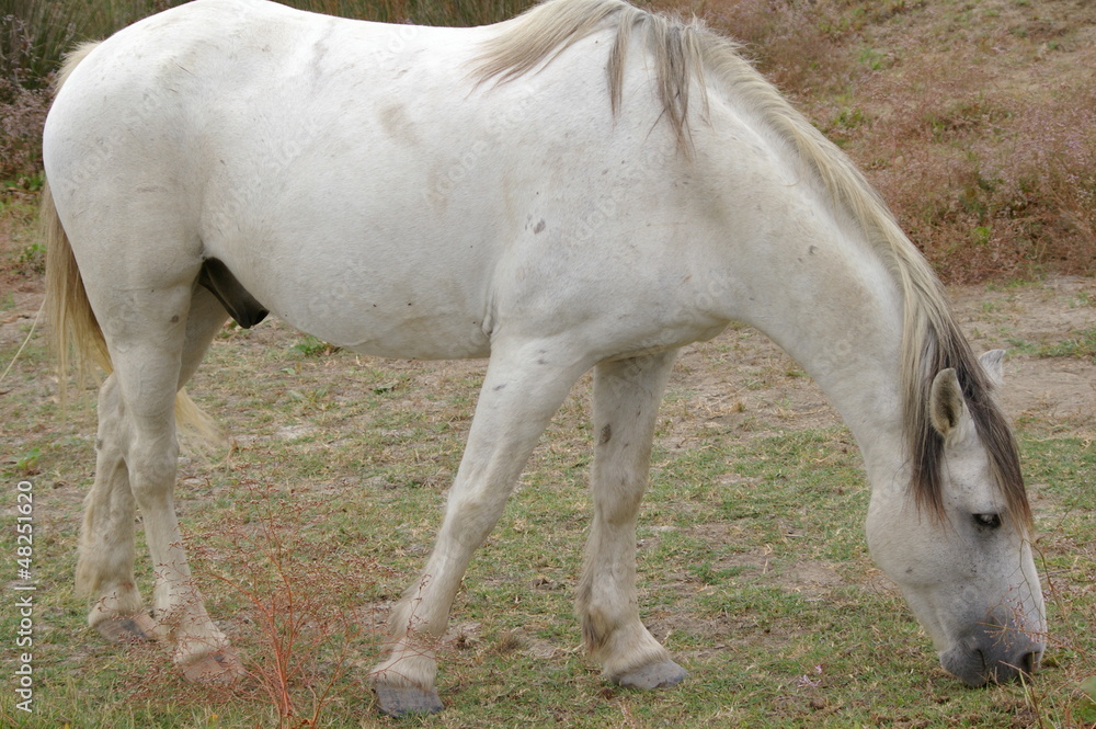 Cheval Blanc Camarguais Cheval Blanc Camarguais