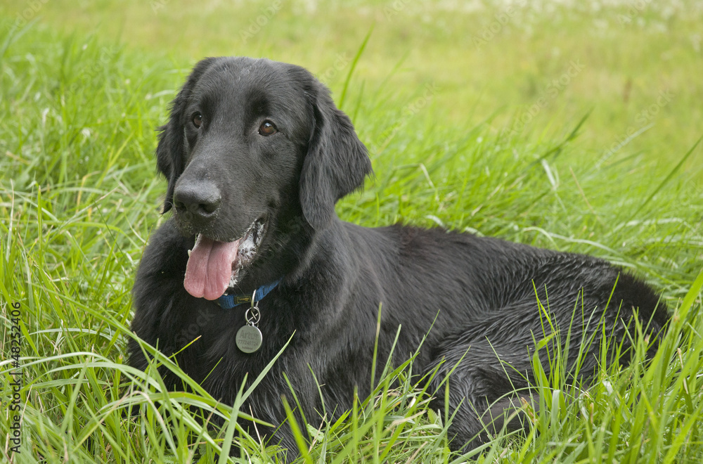 Flat-coated retriever Flat-coated retriever