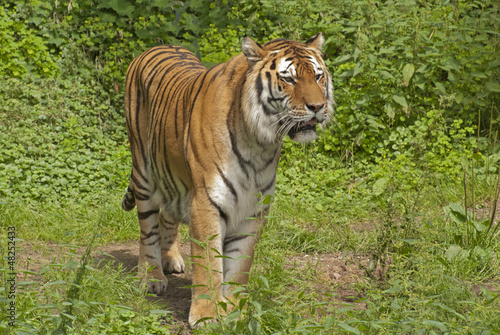 Siberian tiger