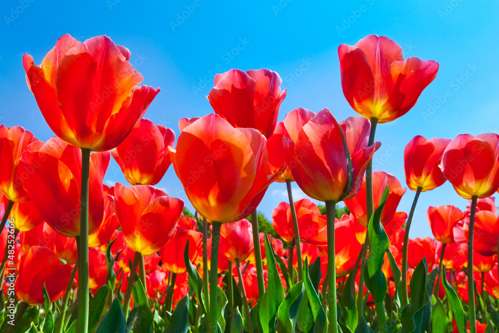Fototapeta premium Red tulips on a blue background.