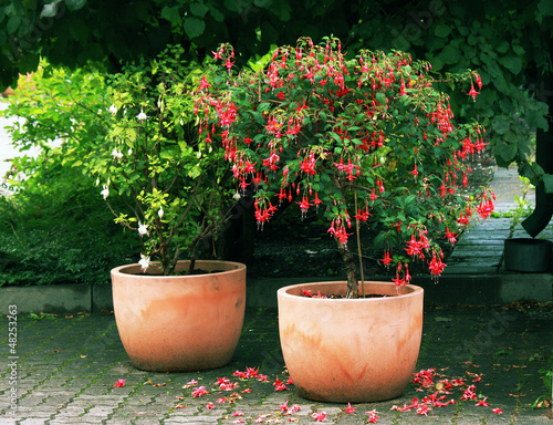 Standard (tree) Fuchsia plant