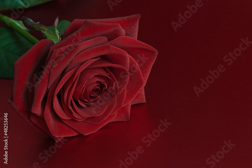 Red rose