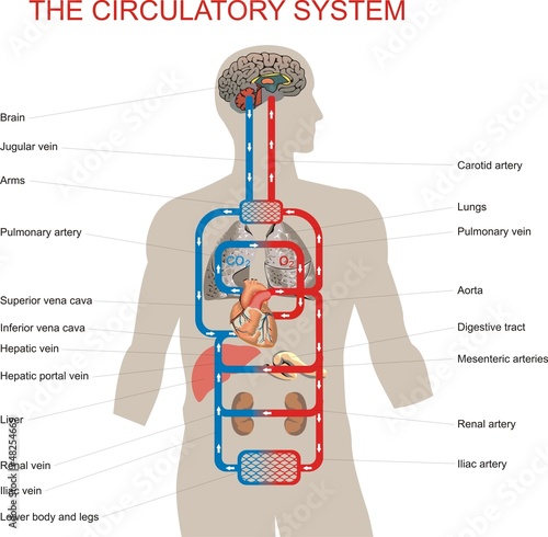 Fototapeta Naklejka Na Ścianę i Meble -  The circulatory system