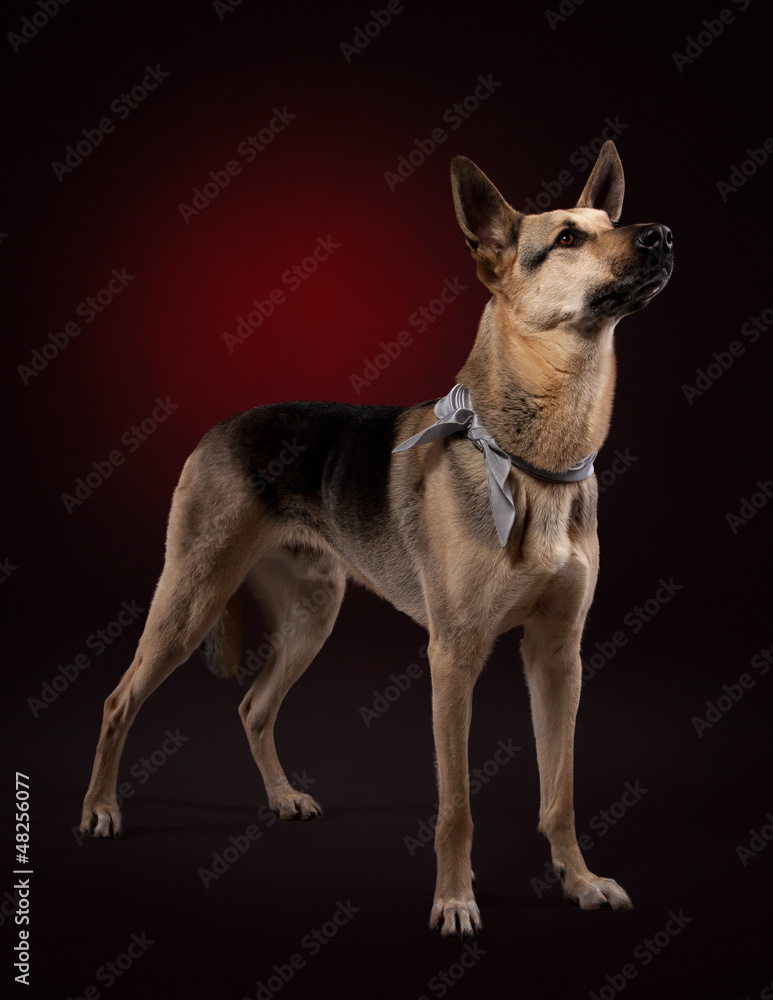 Young shepherd on dark red background Young shepherd on dark red background