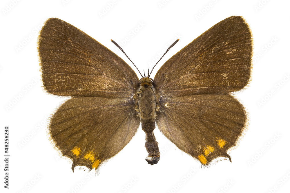 Naklejka premium Satyrium acaciae (Sloe Hairstreak)