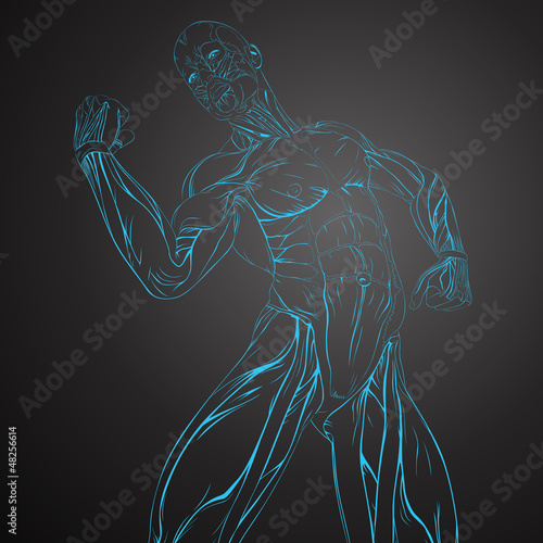 Vector Illustration of Human Muscle Anatomy