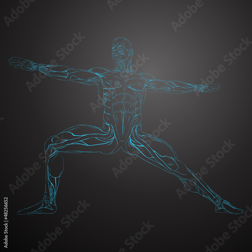Vector Illustration of Human Muscle Anatomy