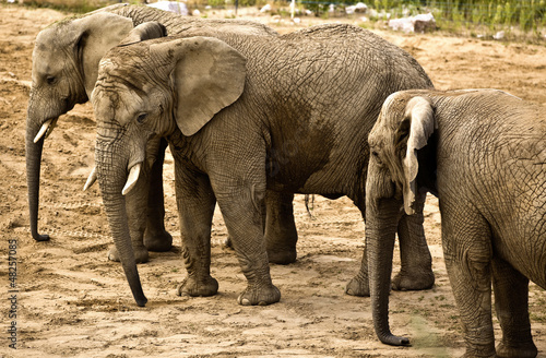 elephants (Loxodonta africana) #48257085