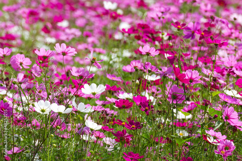 pink cosmos flowers