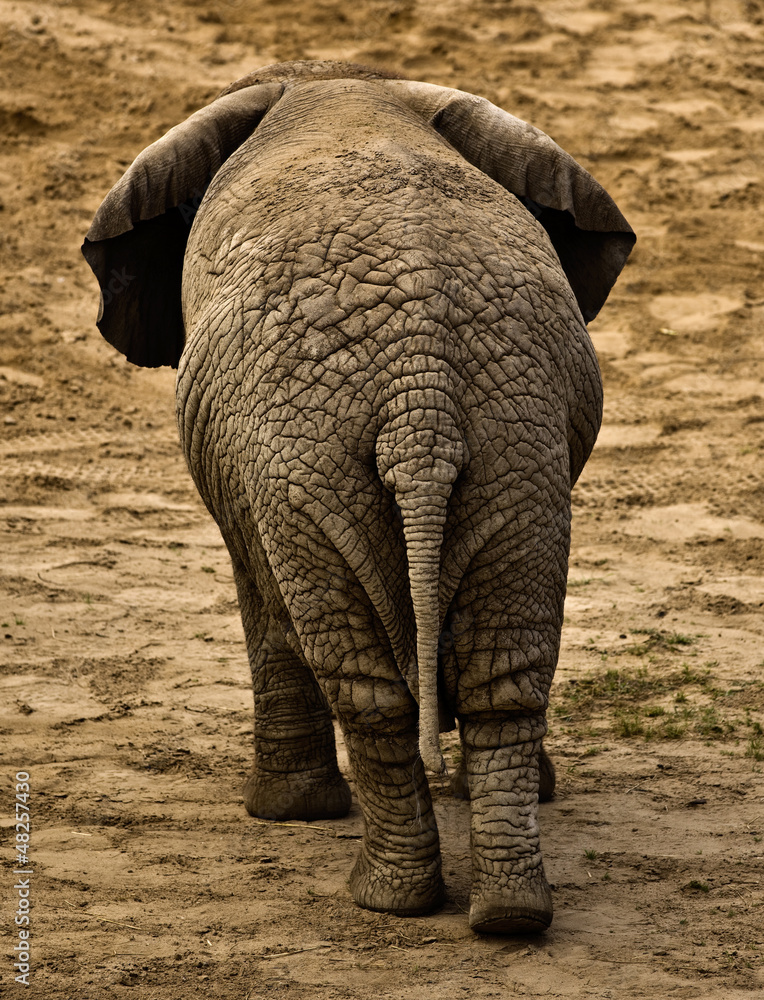 Obraz premium elephant (Loxodonta africana)