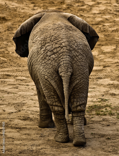 elephant (Loxodonta africana)