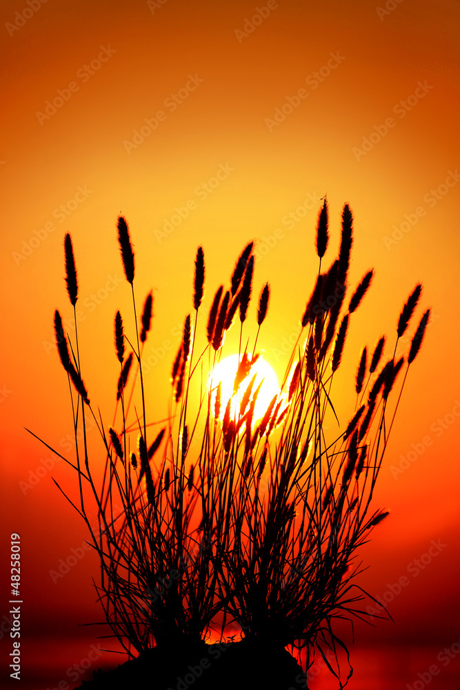 golden sunrise through the silhouettes of dry grass