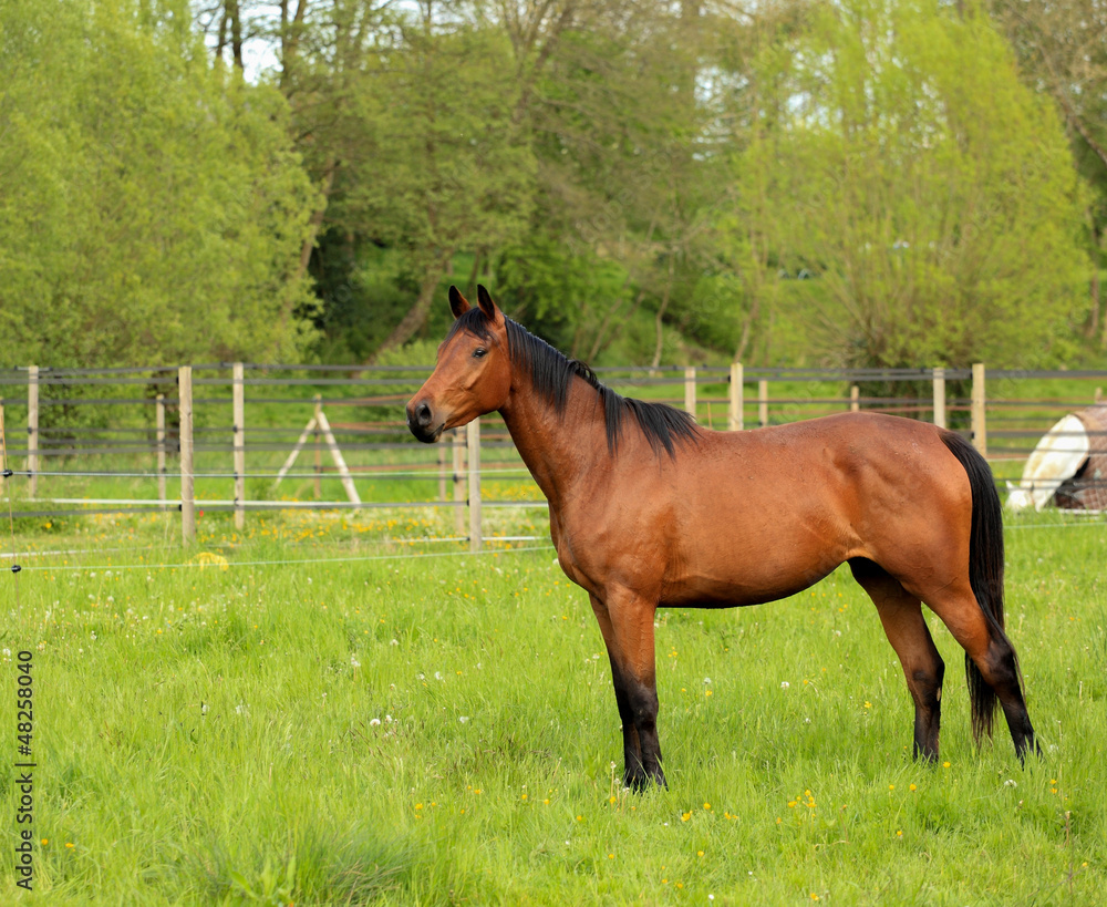 Fototapeta premium brown horse in a green meadow