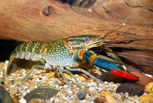 colorful Australian blue crayfish - cherax quadricarinatu
