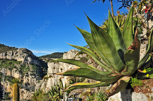Eze, Costa Azzurra - il Giardino piante esotiche e dei cactus © lamio