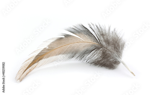 Obraz na plátně Feather