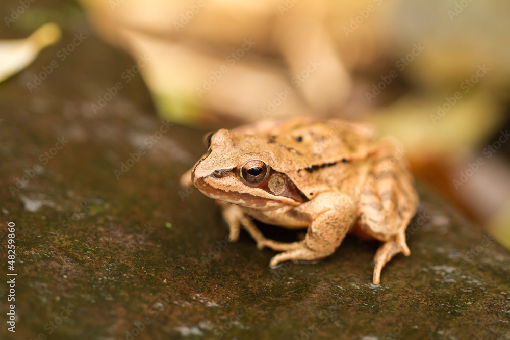 Obraz premium Close-up from a yellow frog