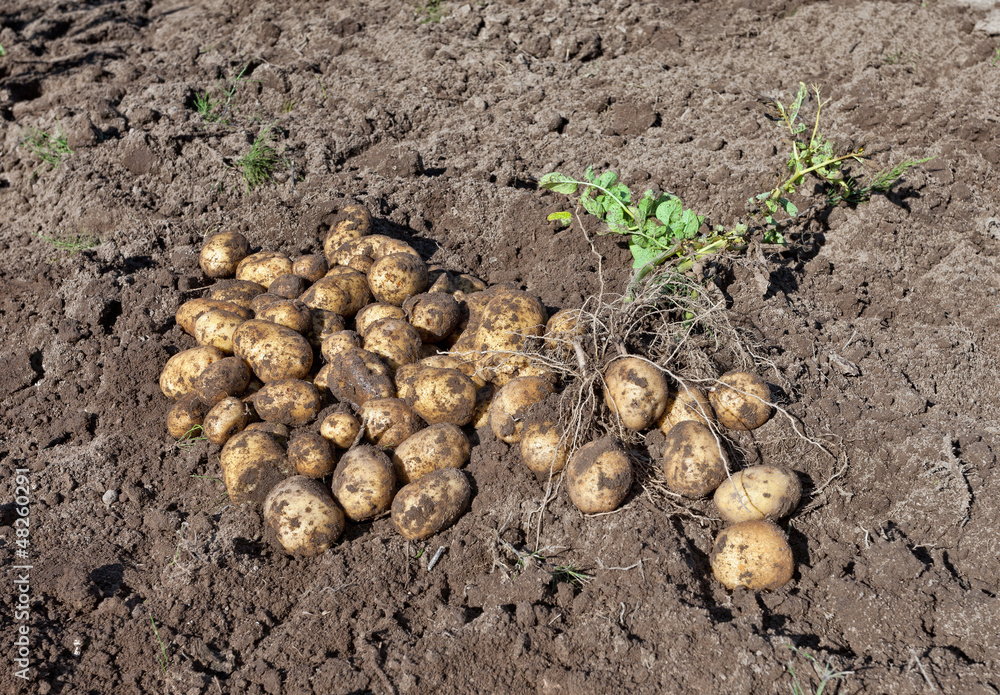 Harvest of organically grown new potatoes Harvest of organically grown new potatoes