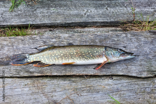 Freshwater fish pike lying on the wooden boards photo