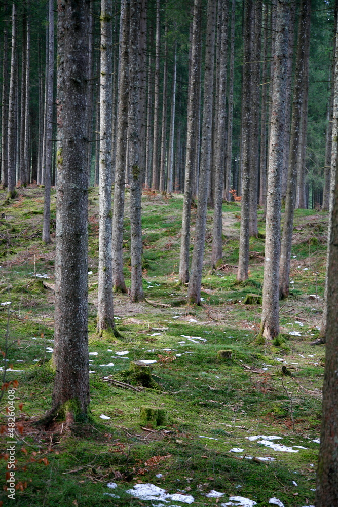 Wald Wald