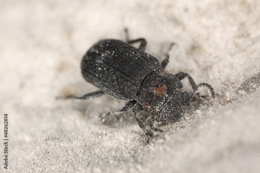 Saproxylic beetle (Bolitophagus reticulatus) macro photo Saproxylic beetle (Bolitophagus reticulatus) macro photo