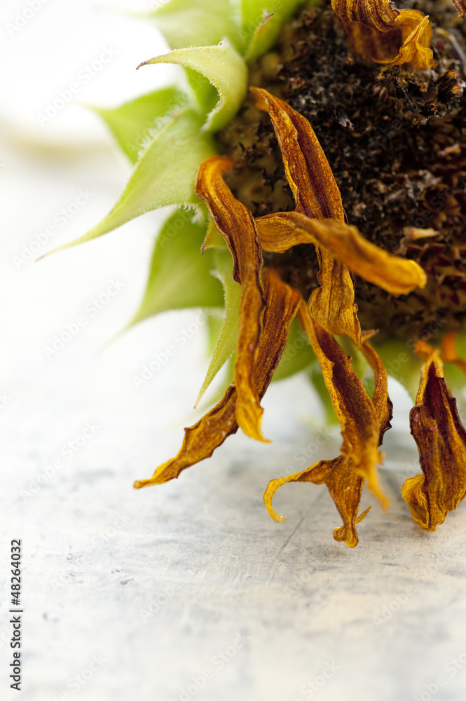 Naklejka premium Sunflower