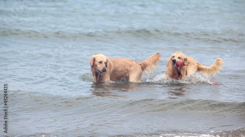 two Labradors retrievers playing in the waves with balls