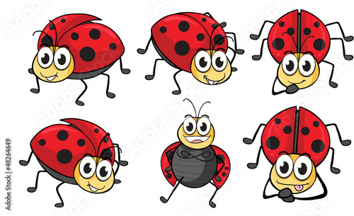 Smiling ladybugs