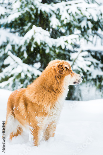 red dog on the snow © dbrus