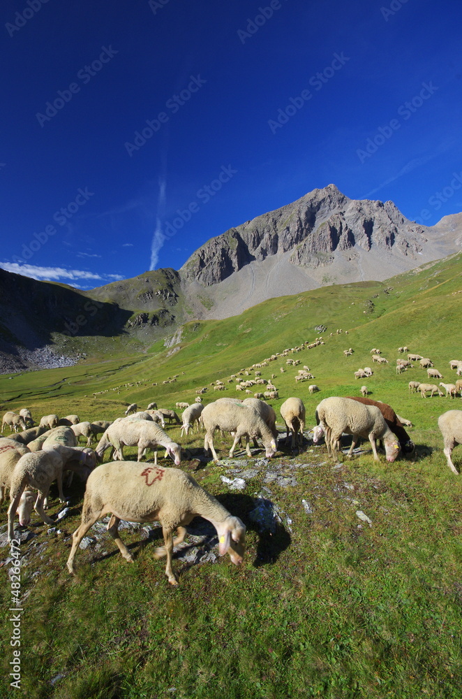 cheptel de moutons à l'alpage