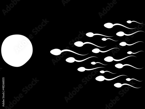 Ovum and spermatozoon. Fertilization